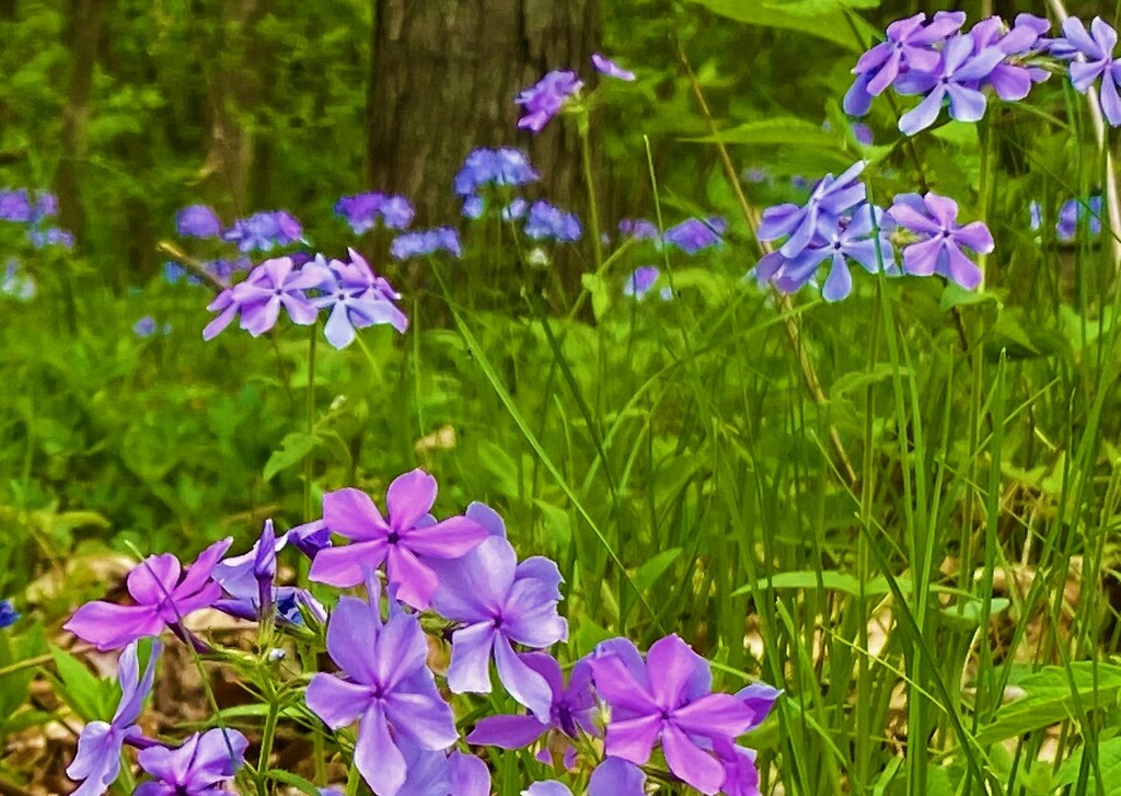 Phlox in the Woods by lynnz