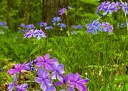 21st May 2024 - Phlox in the Woods