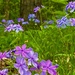 Phlox in the Woods