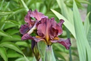 21st May 2024 - Another Iris From My Garden...