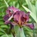 Another Iris From My Garden...