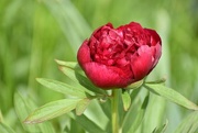 21st May 2024 - First Peony Bloom