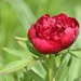 First Peony Bloom by bjywamer