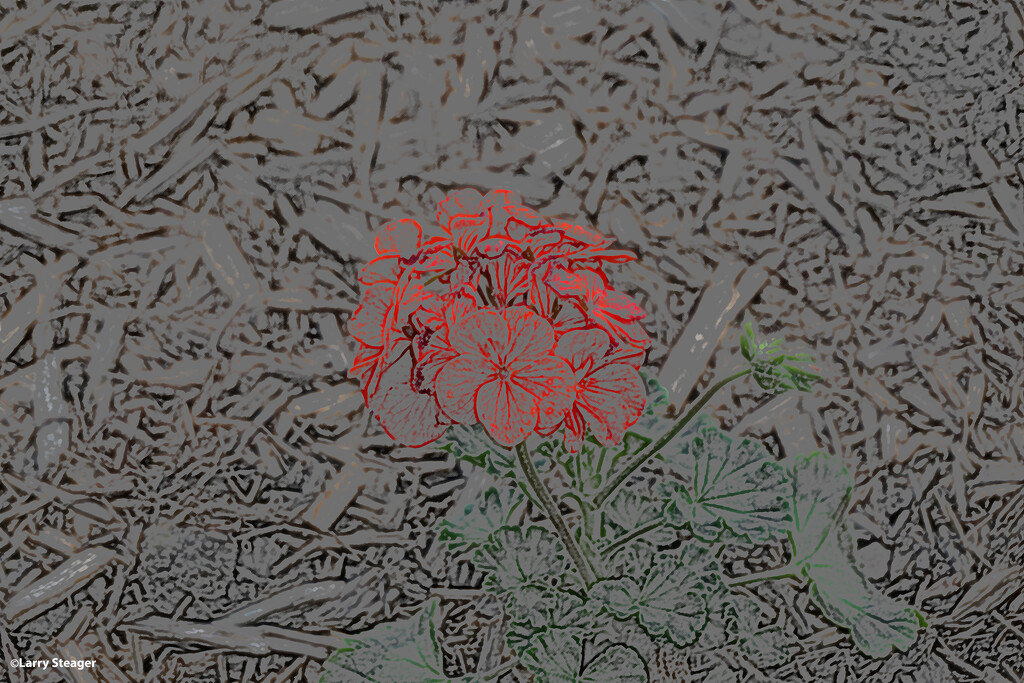 Red Geranium artistic by larrysphotos