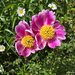 Chinese peony by larrysphotos