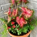 Caladium Pot