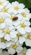 23rd May 2024 - April beetle 