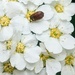 April beetle  by zilli