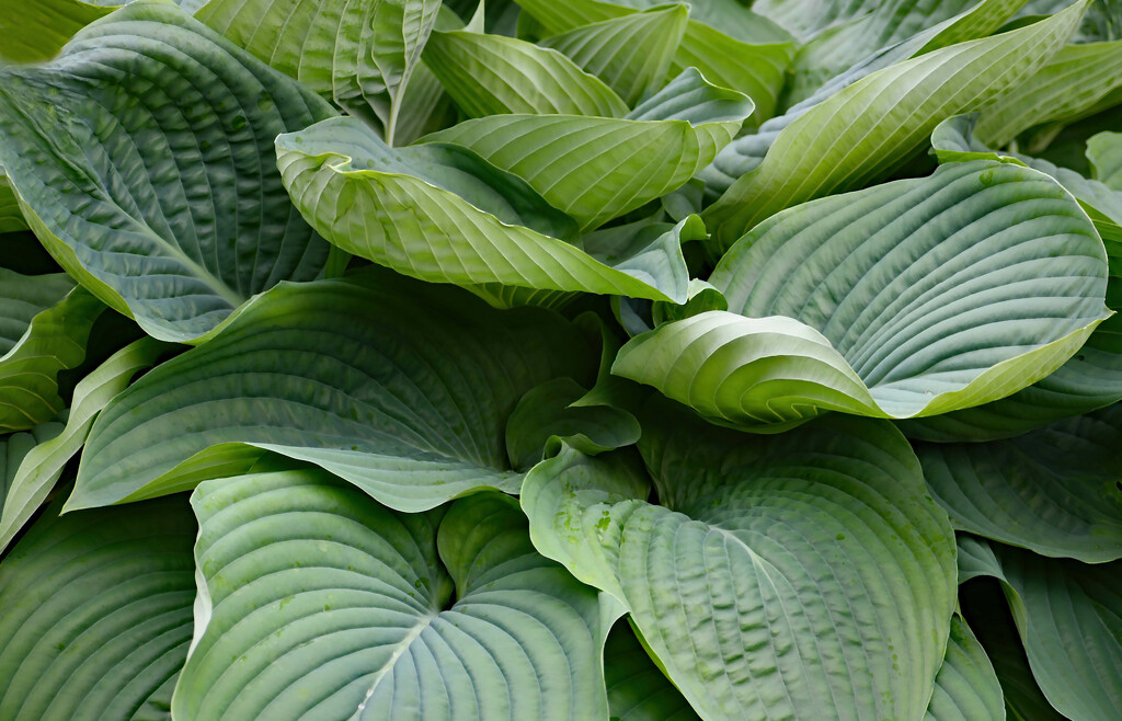 Layers Of Empress Hosta Leaves by paintdipper
