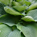 Layers Of Empress Hosta Leaves