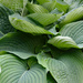 Layers Of Empress Hosta Leaves by paintdipper