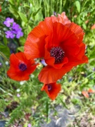 21st May 2024 - Poppies