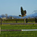 Red Tailed Hawk 