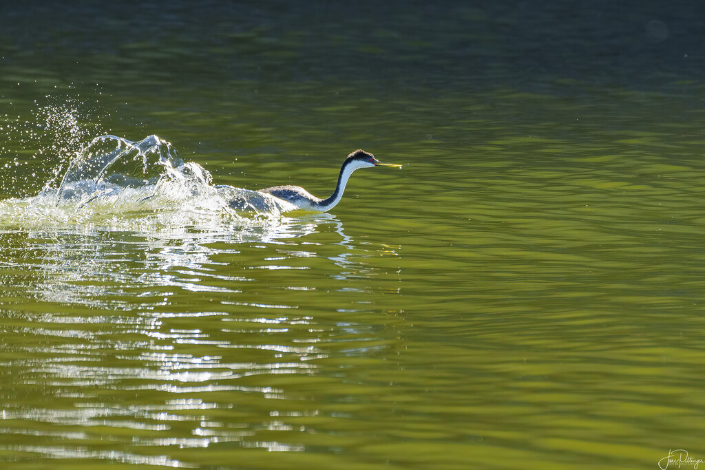 Western Grebe Creating a Splash  by jgpittenger