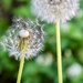 Dandelions Galore by corinnec