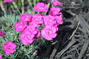16th May 2024 - Pink additions to our flower bed