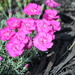 Pink additions to our flower bed by kdrinkie