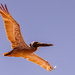 Pelican Fly-Over! by rickster549