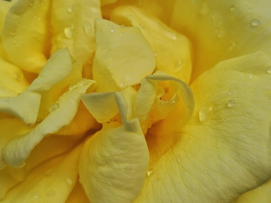 Yellow by edorreandresen