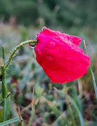 22nd May 2024 - Red poppy 