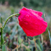 Red poppy  by judmoods