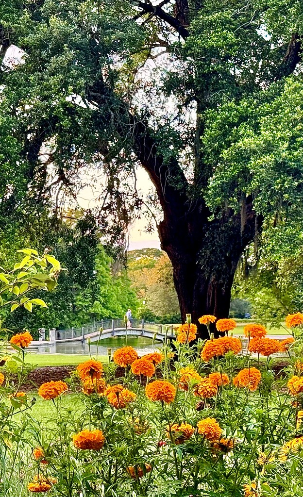 Marigolds and live oak by congaree