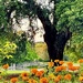 Marigolds and live oak
