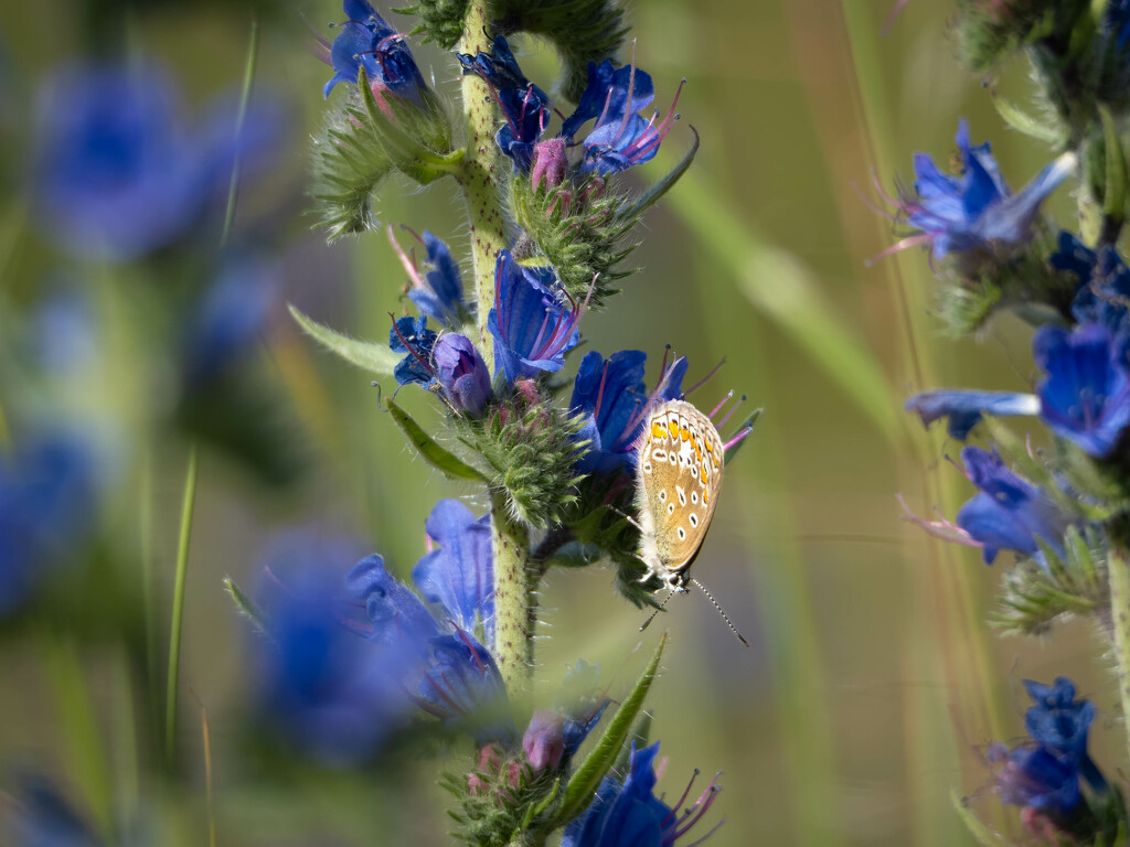 Butterfly in the meadow by haskar