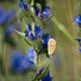 Butterfly in the meadow