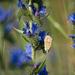 Butterfly in the meadow by haskar