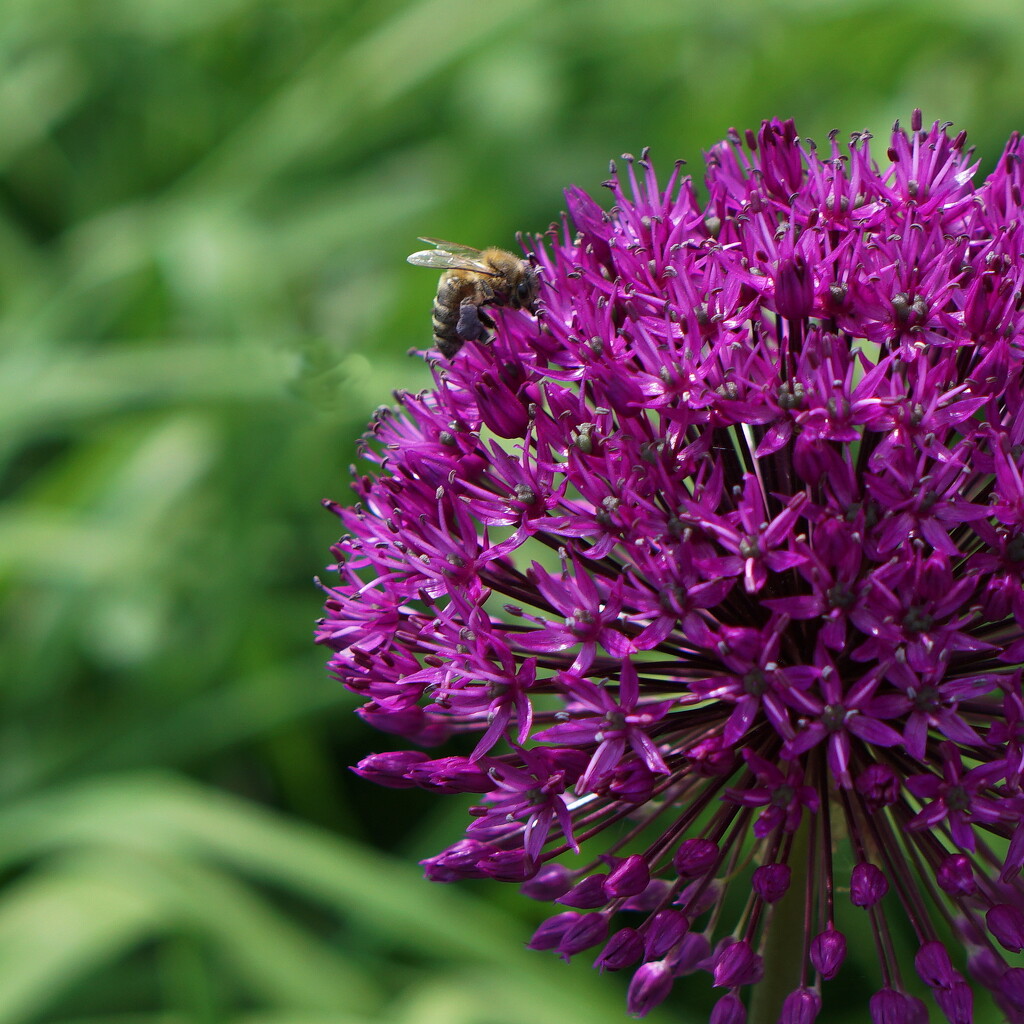 small bee on purple by quietpurplehaze