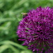 small bee on purple