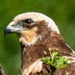 Female Marsh Harrier. by padlock