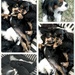 Puppies 5 weeks or so Later by cocokinetic