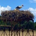 Storks’ Homestead 