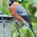 Hello Mr Bullfinch