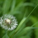 Dandelion head