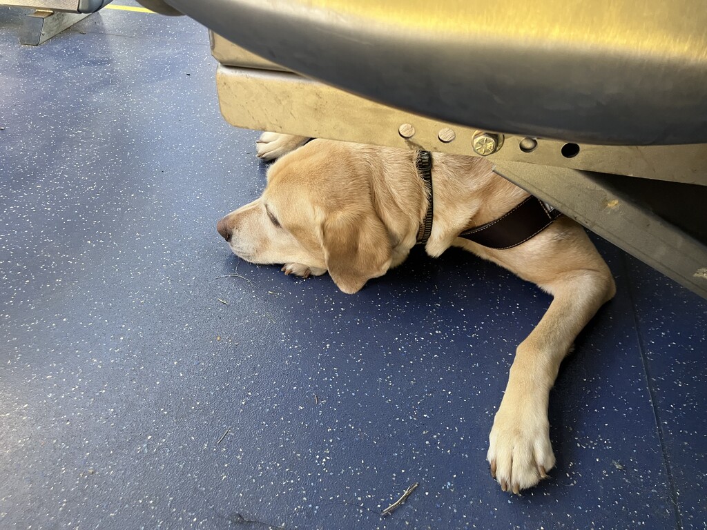 Seeing Eye Dog on the Bus by gratitudeyear