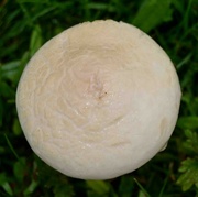 22nd May 2024 - White Dapperling Fungus