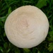 White Dapperling Fungus