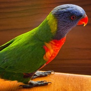 20th May 2024 - My rainbow lorikeet breakfast companion