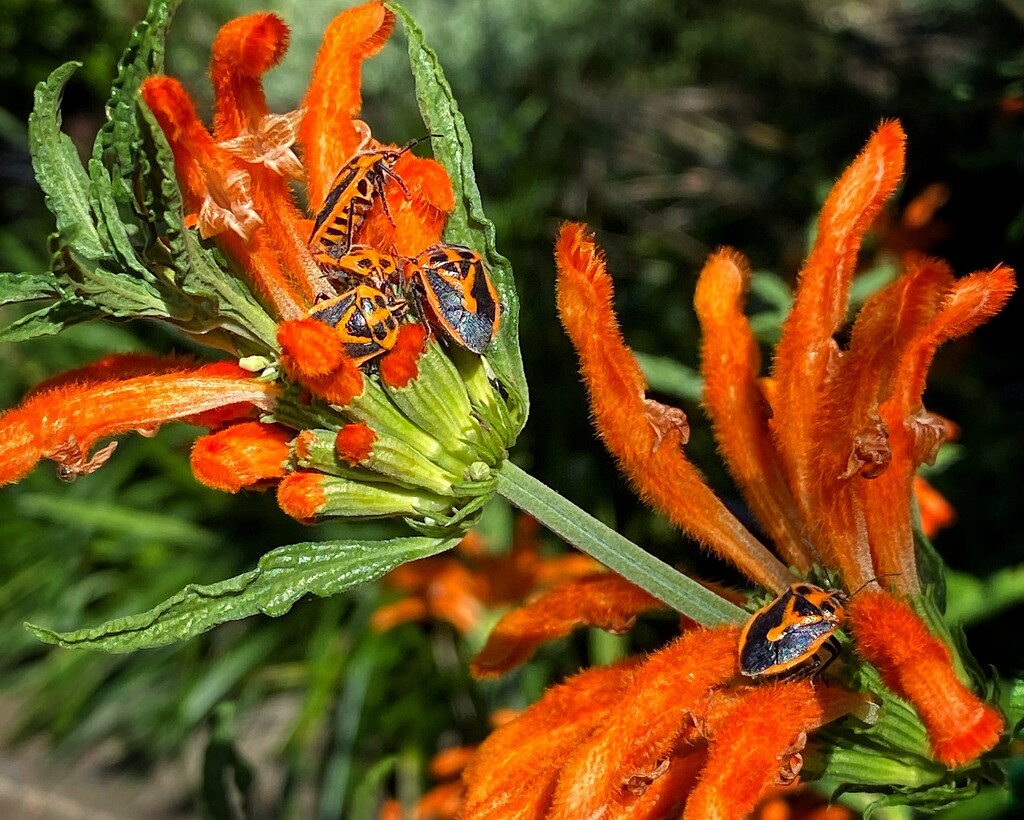 Stink bugs attacking a Lion's Tail (a plant species in the mint family) by johnfalconer