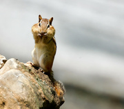 23rd May 2024 - Chipmunk on Alert