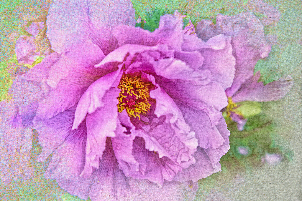 And the Peony Season Continues . . . by gardencat