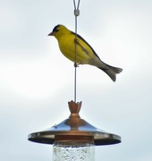18th May 2024 - Goldfinch