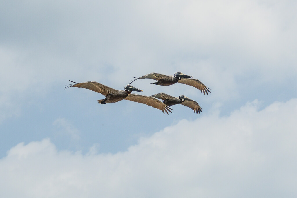 Because...pelicans by danette