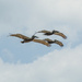 Because...pelicans by danette