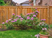 22nd May 2024 - Ofujinishiki Peony Bush