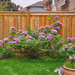 Ofujinishiki Peony Bush