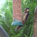 Soaked Woodpecker